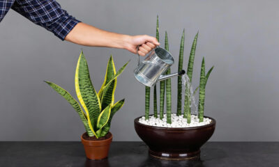 Há um motivo para usar vinagre quando regar a língua de sogra