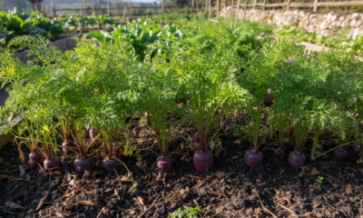 Plantar cenoura roxa não muda só a colheita, muda o canteiro inteiro