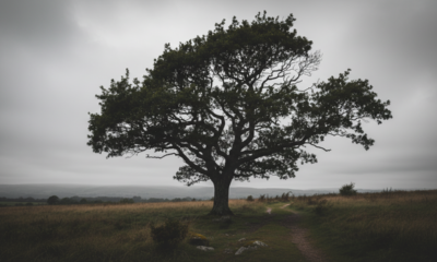 Depois de dias nublados, algumas plantas parecem crescer de repente