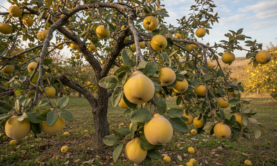 Cultivar marmelo em casa é mais simples do que parece quando alguns cuidados são seguidos