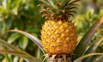 Como plantar abacaxi ornamental e transformar o jardim com cores inesperadas