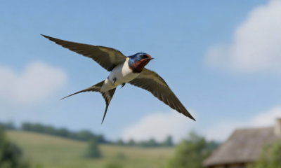 Por que algumas aves simplesmente desaparecem em certas épocas do ano