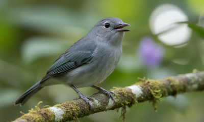 Alguns pássaros ficam em silêncio absoluto antes de mudanças bruscas no tempo