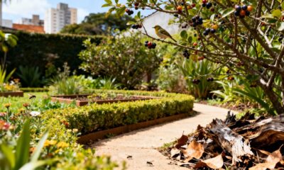 A combinação natural que enche o jardim de movimento, cores e vida