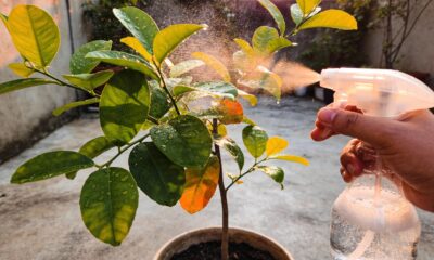 Adeus fungicidas fortes: essa mistura com bicarbonato mantém o limoeiro saudável e bonito o ano inteiro