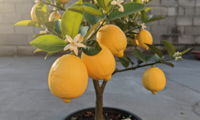 O que muda no limão-siciliano quando solo sol luz e poda finalmente trabalham juntos