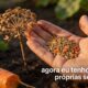 Quem aprende a fazer sementes de cenoura em casa gasta menos e cultiva variedades adaptadas ao próprio solo