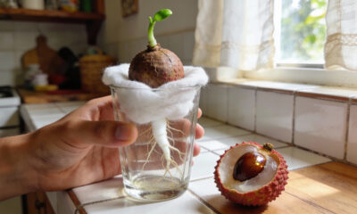 Aprenda a fazer brotar um caroço de lichia com algodão e crie sua planta dentro de casa