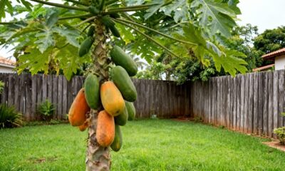 Como cultivar mamão formosa e estimular a frutificação antes do período esperado
