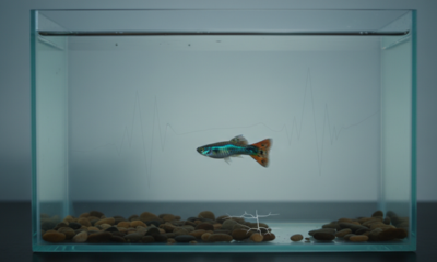 O animal que parece pressentir terremotos leves antes de qualquer sinal