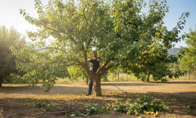 Como fazer a poda da pereira corretamente para ter uma colheita abundante de frutas frescas em casa