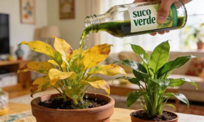 O fertilizante caseiro que revive até planta condenada em 15 minutos e ainda é feito com folha batida que você já tem em casa
