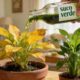 O fertilizante caseiro que revive até planta condenada em 15 minutos e ainda é feito com folha batida que você já tem em casa