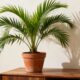 Quanto custa ter uma palmeira dentro de casa e deixar o ambiente com cara de casa rica