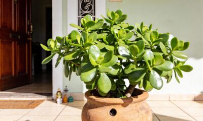 Como deixar sua planta-jade cheia e brilhante mesmo sem ter muita experiência com suculentas