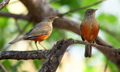 As frutas que você pode deixar no jardim para atrair pássaros e trazer mais vida ao quintal