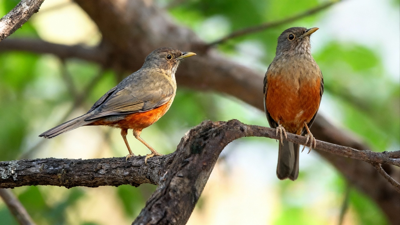 As frutas que você pode deixar no jardim para atrair pássaros e trazer mais vida ao quintal