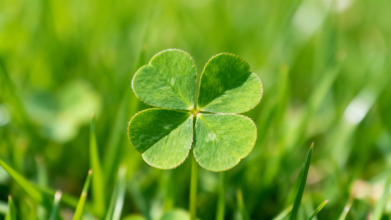 A planta que muitos associam à esperança verdadeira e à confiança no futuro