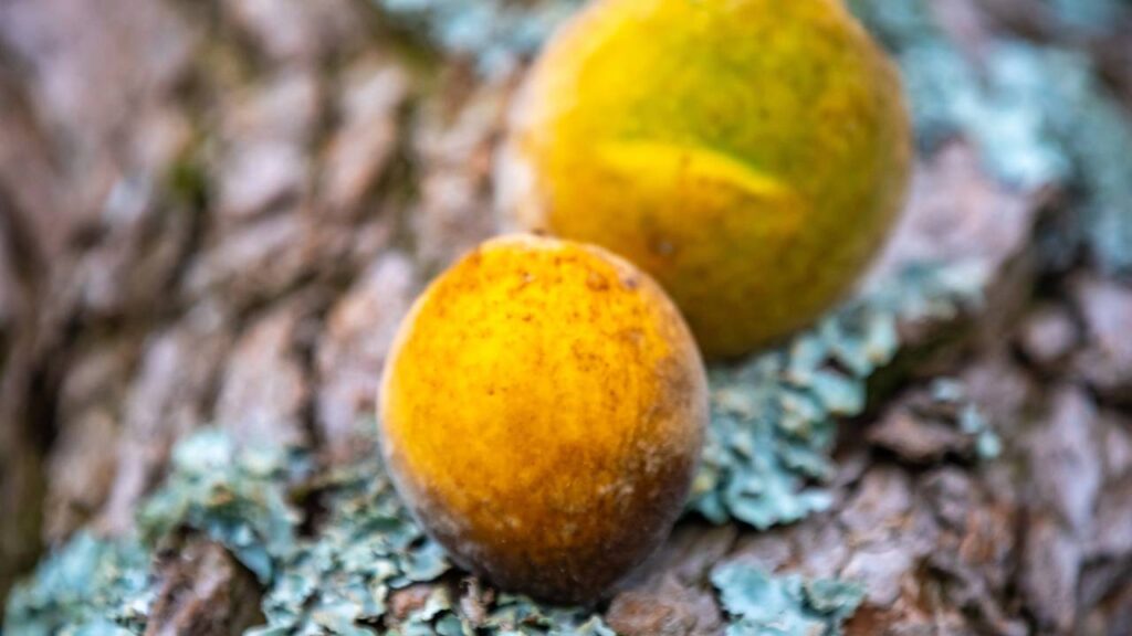 Guapeva é uma fruta do cerrado que surpreende quem tenta cultivar