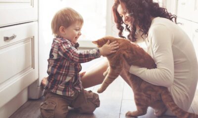 Quanto custa ter um gato de estimação? despesas essenciais, rotina mensal e planejamento simples do lar