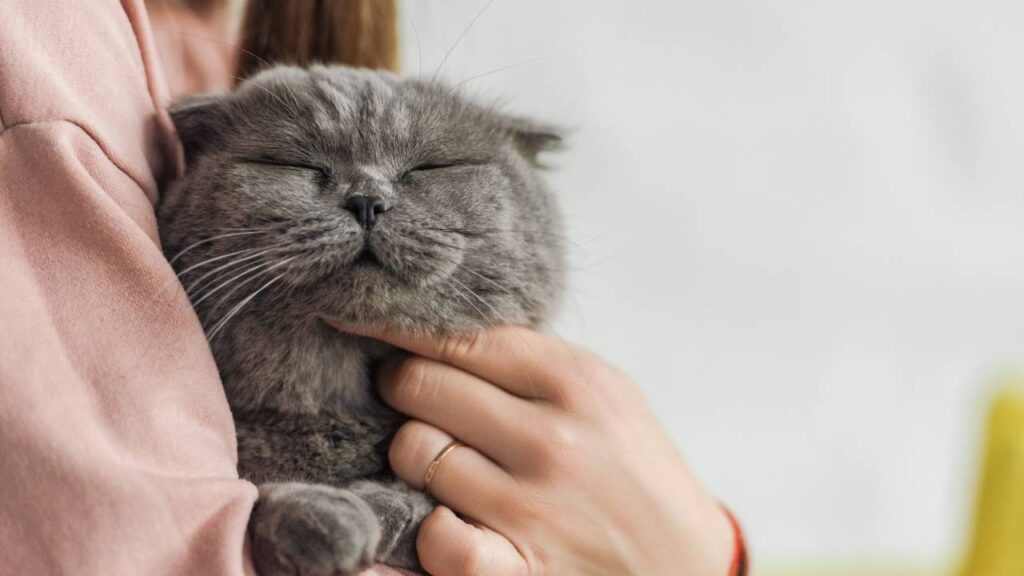 Quanto custa ter um gato de estimação? despesas essenciais, rotina mensal e planejamento simples do lar