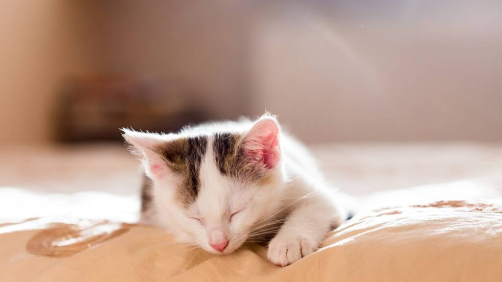 Por que gatos escolhem lugares específicos para dormir em dias quentes