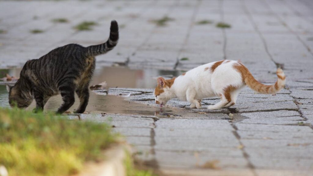 Antes da chuva, gatos agem diferente e muita gente não entende o que está acontecendo