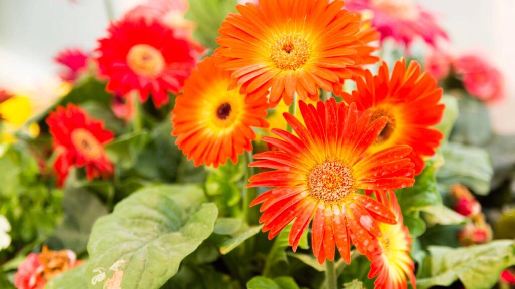 A planta que floresce 365 dias por ano e pode ser cultivada até em vaso