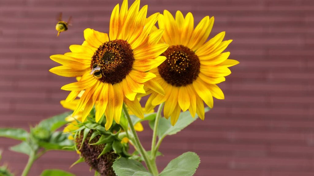 Uma simples semente de girassol acabou transformando meu jeito de viver