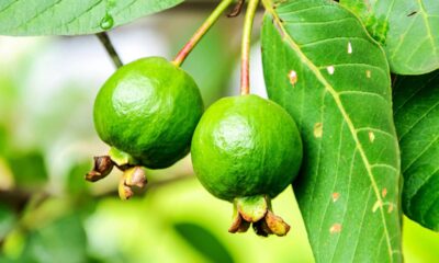 13 frutíferas que produzem mais rápido e são ideais para quem não quer esperar anos pela colheita