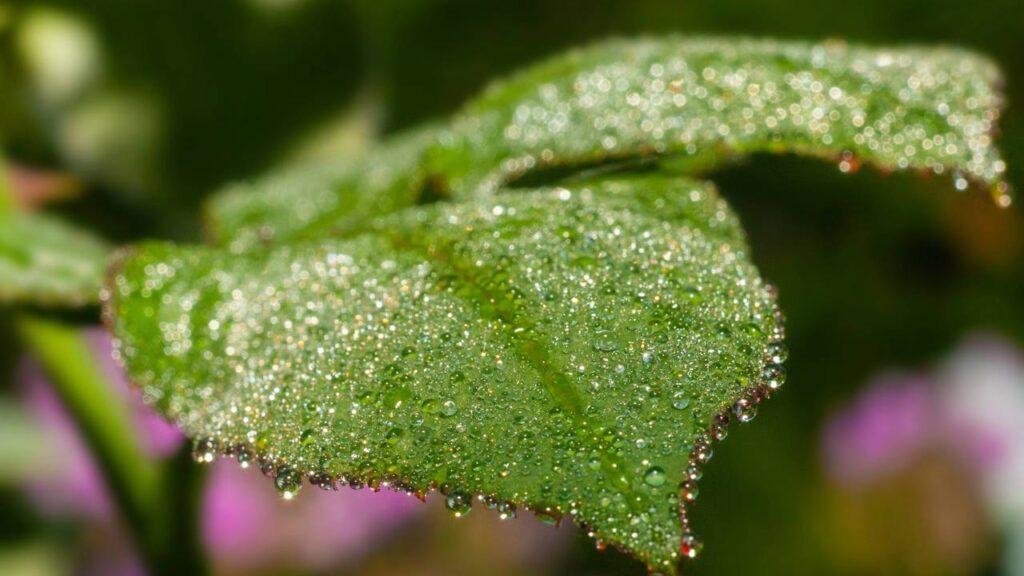 O que causa o brilho das gotas de orvalho nas folhas ao amanhecer e deixa o jardim com ar de magia