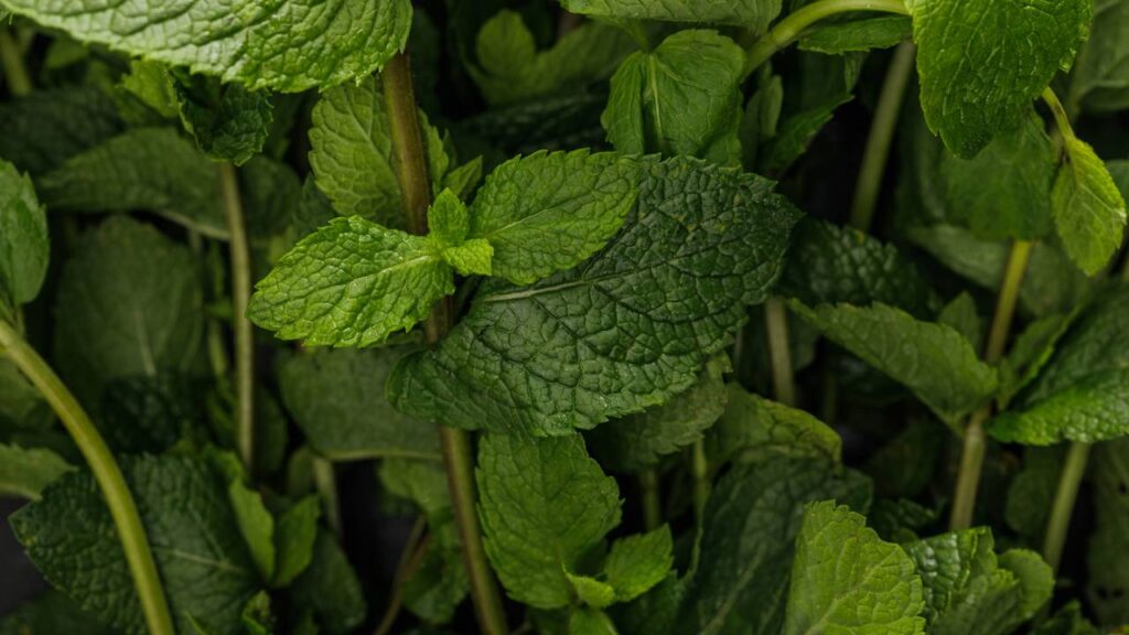 Essa hortelã ajuda a afastar insetos da cozinha e ainda perfuma o ambiente