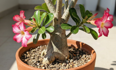 Essa planta encanta pela beleza e surpreende pelo custo baixo de cultivo e manutenção anual