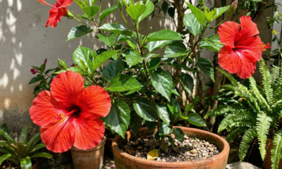 Quanto custa um hibisco e como cuidar para florir bonito sem dor de cabeça