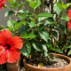 Quanto custa um hibisco e como cuidar para florir bonito sem dor de cabeça