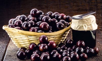 Como plantar jabuticaba em vasos sem erro e fazer a árvore frutificar mais rápido