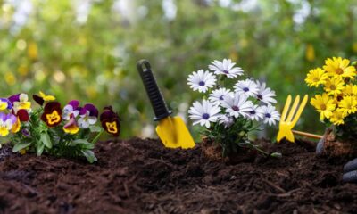 7 dicas de jardinagem para iniciantes que facilitam o começo nas plantas