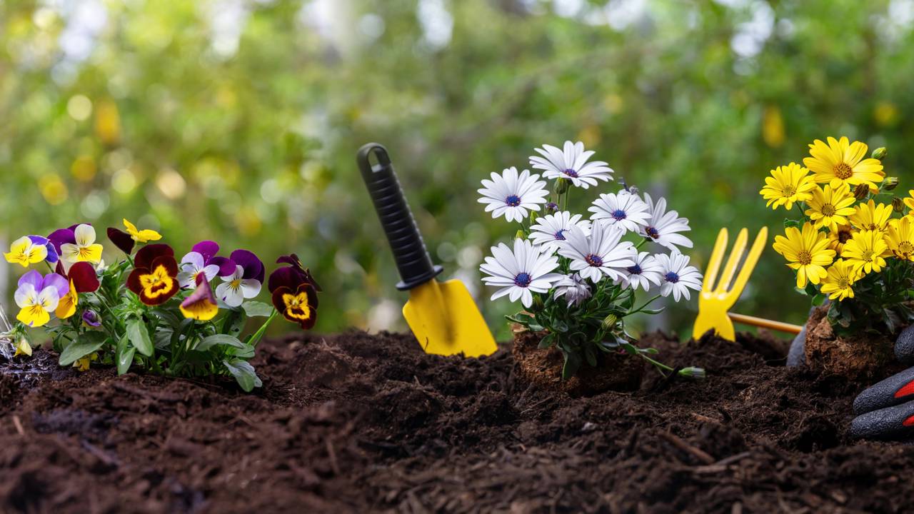 7 dicas de jardinagem para iniciantes que facilitam o começo nas plantas