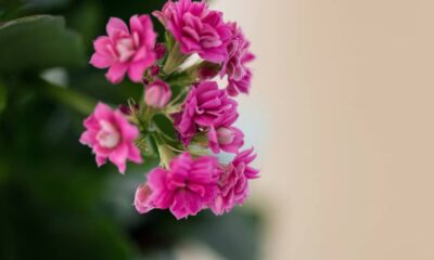 Quando a kalanchoe é escolhida como presente, o gesto ganha outro peso