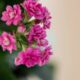 Quando a kalanchoe é escolhida como presente, o gesto ganha outro peso