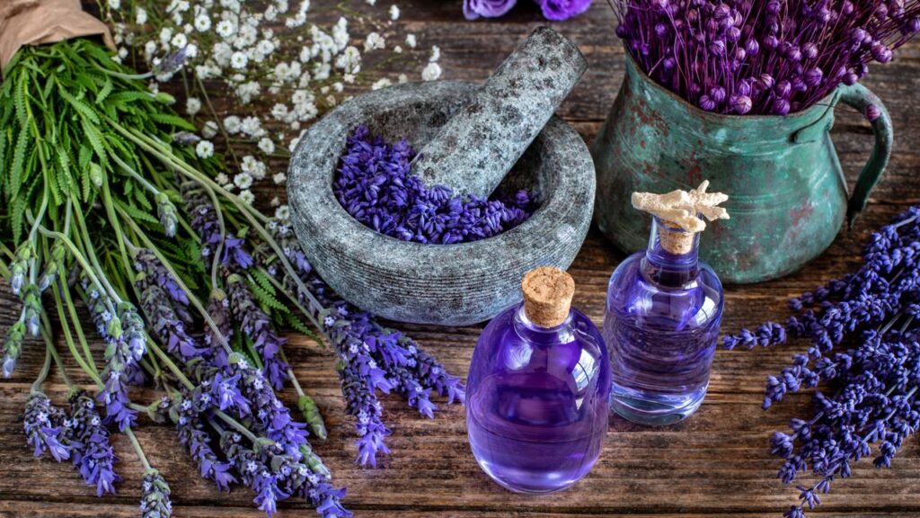 A lavanda-francesa virou aliada de quem quer menos moscas no quarto