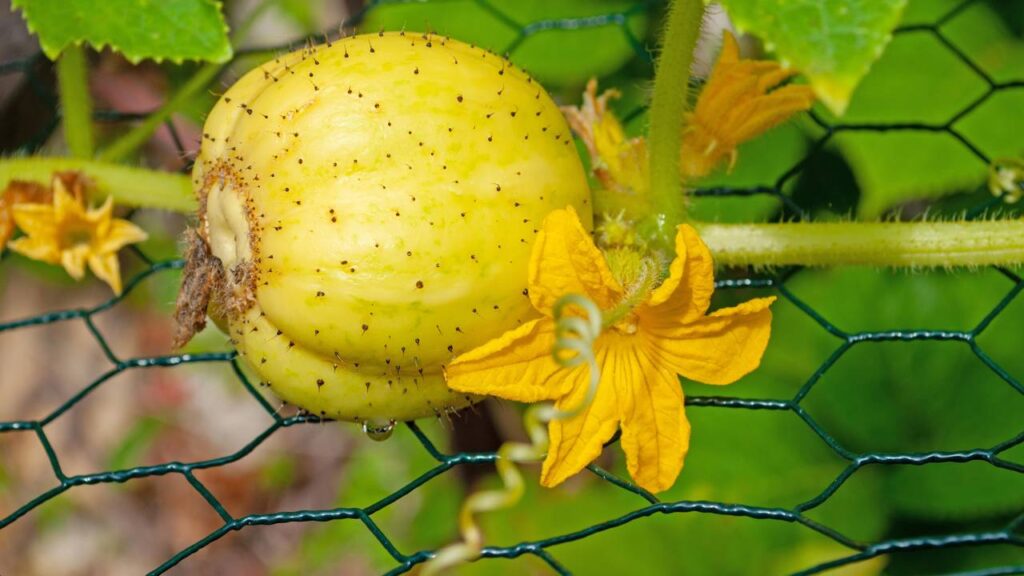 Essa fruta refrescante mistura sabor de melancia com um leve toque de limão