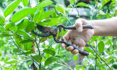 Como podar limoeiro e laranjeira para produzir o ano inteiro e manter a árvore sempre cheia de frutos no seu quintal