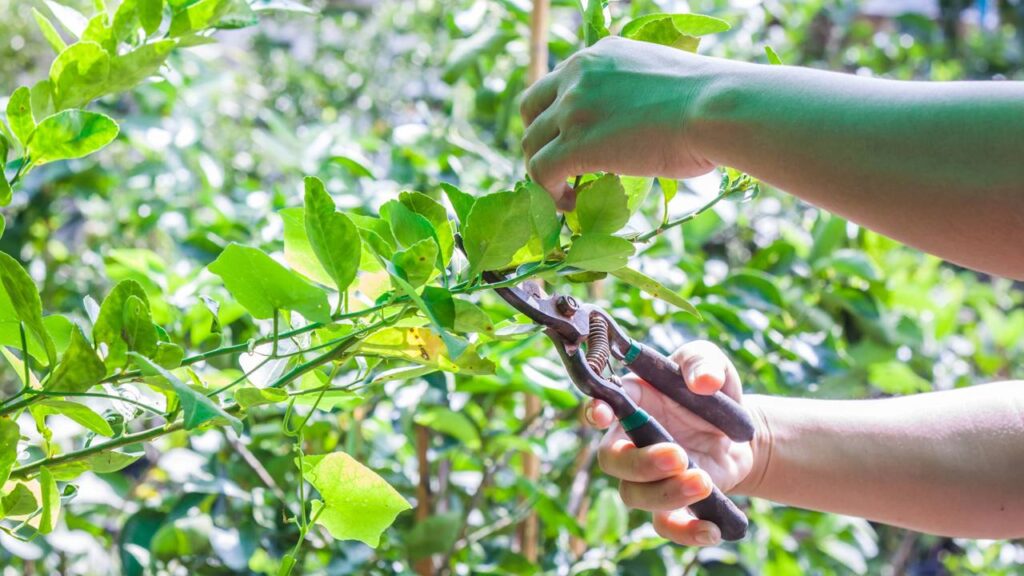 Como podar limoeiro e laranjeira para produzir o ano inteiro e manter a árvore sempre cheia de frutos no seu quintal