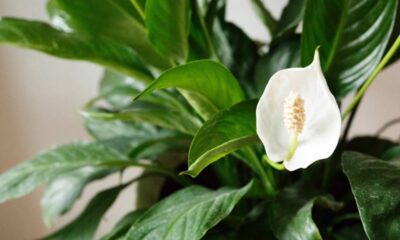 Dicas para o lírio-da-paz florescer com mais frequência na sua casa