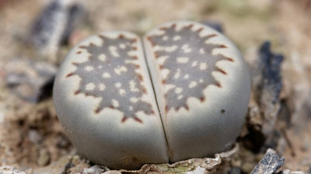 O Lithops, mais conhecido como "Pedra viva", é uma plantinha fácil de cuidar e com boa durabilidade - Créditos: depositphotos.com / ChWeiss