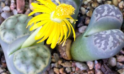 Essa planta é diferente, custa pouco e é bem fácil de cuidar