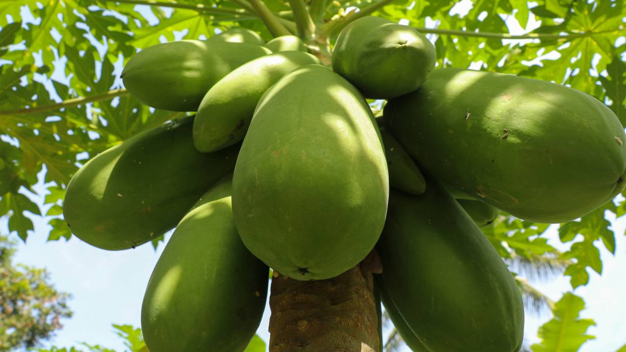 Como plantar mamão pela semente em casa - Forma rápida de Germinar Mamão