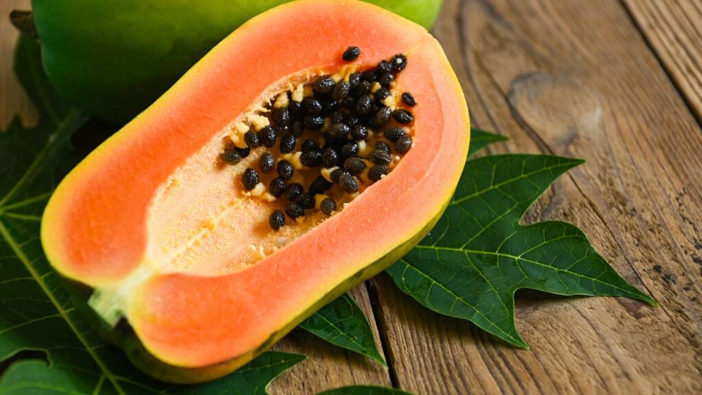 Como plantar mamão pela semente em casa - Forma rápida de Germinar Mamão