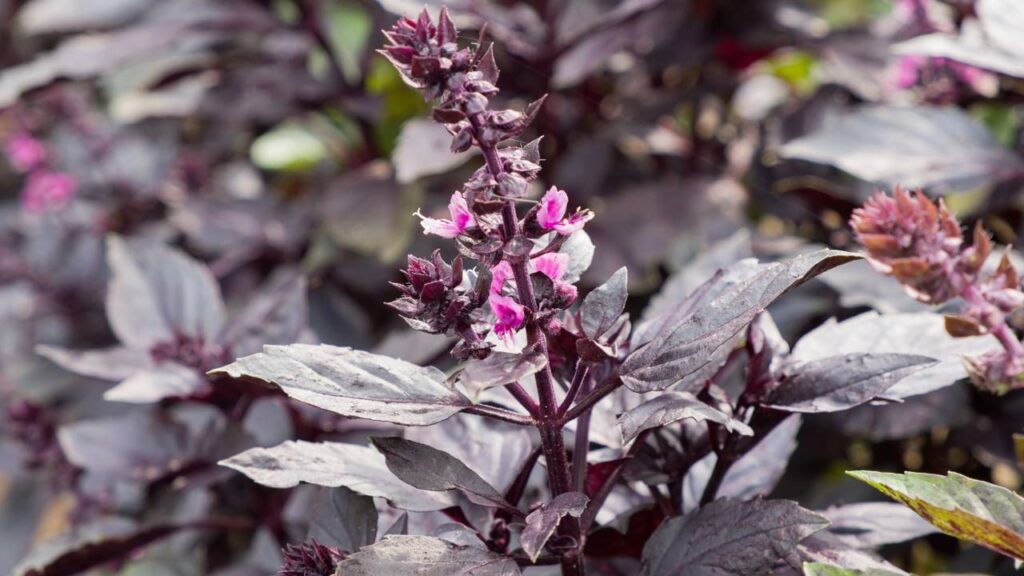 Como plantar manjericão roxo e manter o sabor intenso por meses com cuidados simples em casa